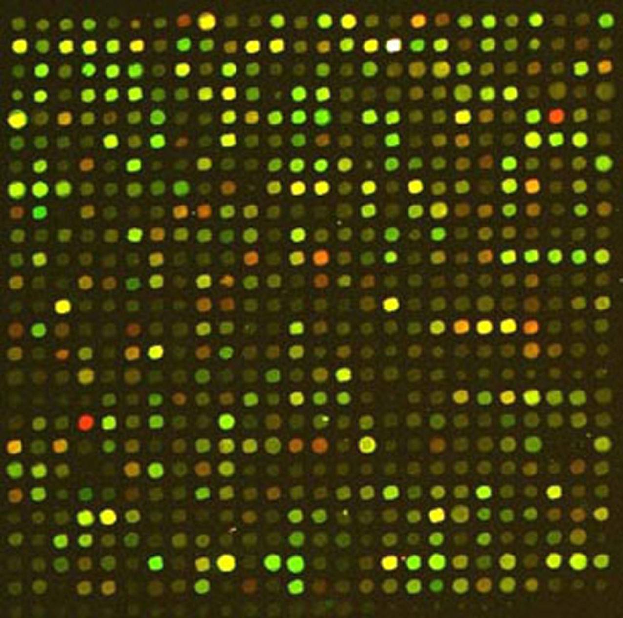gene microarray